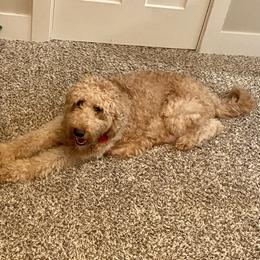 Pebby - Goldendoodle
