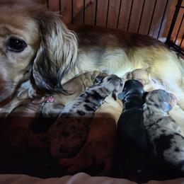 Girl 4 - Cream female Dachshund puppy in Coweta, Oklahoma from Adney Acres Dauchshunds