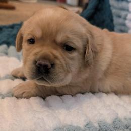 Reba - Yellow female Labrador Retriever puppy in Garnett, Kansas from Timberland Creek Labradors