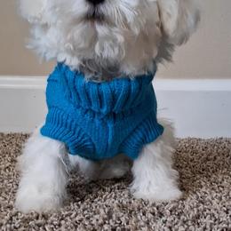 Maltipoo Puppies from Little Cupcakes and Little Punkins Maltipoos