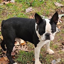 Knox - Boston Terrier