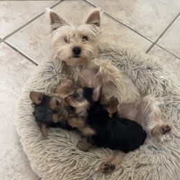 Maggie - Yorkshire Terrier