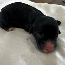 Waylon - Black male Cavapoo puppy in Thorndale, Texas from Hattie’s Texas Cavapoos