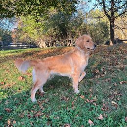 Rhaenyra - Golden Retriever
