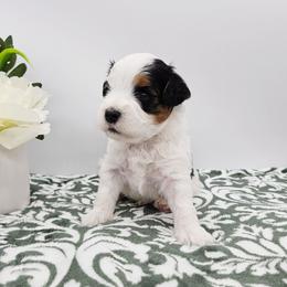Stripe - Tri-color male Bernedoodle puppy in Granton, Wisconsin from Rose River Farms