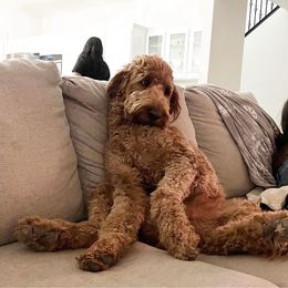 Goldendoodle All Grown Up from Doodle Couture Las Vegas