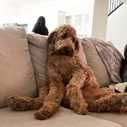 Goldendoodle All Grown Up from Doodle Couture Las Vegas