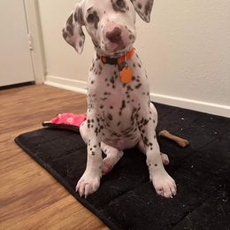 Dalmatian Puppies from Louisiana Roux Dalmatians