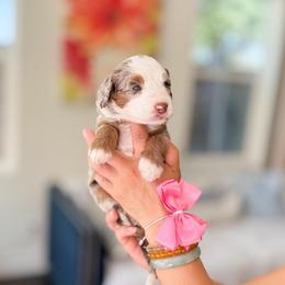 Chloe-Bluey - Chocolate merle female Bernedoodle puppy in Ontario, California from Teddy Doodles & Standard Poodles