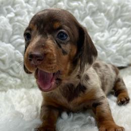 Reese - Dapple female Dachshund puppy in Council Hill, Oklahoma from Rocky Springs Ranch