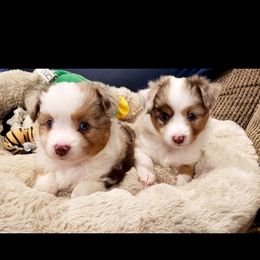 Toy Australian Shepherd Puppies from Reflections of Star Crest Kennel