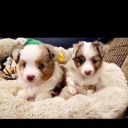 Toy Australian Shepherd Puppies from Reflections of Star Crest Kennel