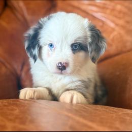 Arctic🌊 - Blue merle male Miniature Australian Shepherd puppy in Granbury, Texas from Triple Cross Doodles