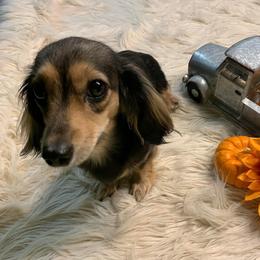 Minnie - Dachshund