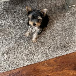 Yorkshire Terrier Puppies from Kathy's Yorkies