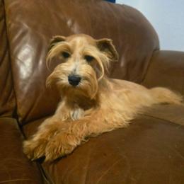 Davinchi King. - Wheaten male Miniature Schnauzer puppy in Texas from Blue Rose's Schnauzers