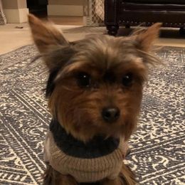 Nemo  - Yorkshire Terrier