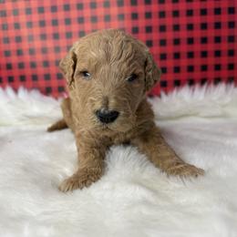 Boy 1 - Apricot male Goldendoodle puppy in Fayetteville, Arkansas from Silver Hill Farm