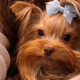 Yorkshire Terriers from Puppy Breath Palace