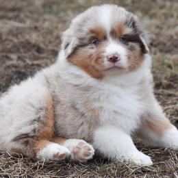 Trentino - Red merle male Australian Shepherd puppy in Easton, Missouri from MMA Kennel