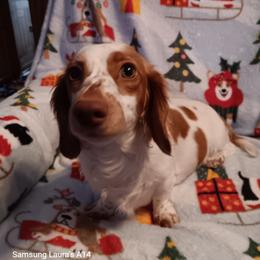 Rosie - Dachshund