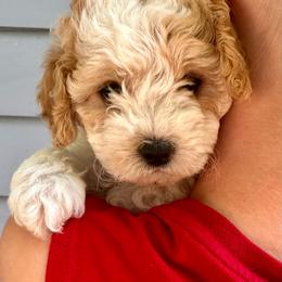 Kennedy - White female Cavapoo puppy in Michigan from Cavalier Girls