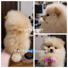 Pomeranian Puppies from Argetsinger Poms