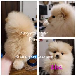 Pomeranian Puppies from Argetsinger Poms