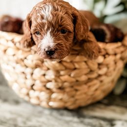 Crackle - Red male Cavapoo puppy in Idaho Falls, Idaho from Freckle Paw Family