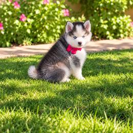 Kenai - Black and white male Pomsky puppy in Hesperia, California from My Pomsky Palace