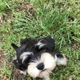 Miniature Schnauzer Puppies from Pemberlyacres