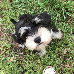 Miniature Schnauzer Puppies from Pemberlyacres