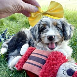 Taco - Blue merle female Bernedoodle puppy in Roy, Utah from Doodles are Amazing