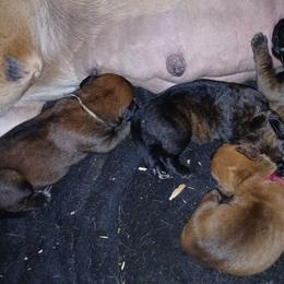 Brown boy - Brindle male Boerboel puppy in Dowagiac, Michigan from Flanders Kennels LLC