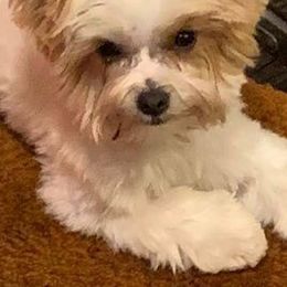 Yorkshire Terriers from Darcelle Mack