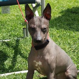 Dobby - American Hairless Terrier