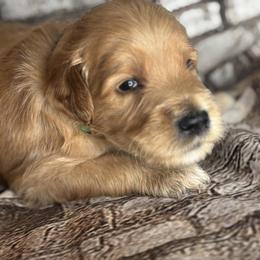 Green collar boy - Cream male Goldendoodle puppy in Colorado Springs, Colorado from Pikes Peak Doodles