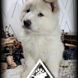 Francis - White female German Shepherd puppy in Sequim, Washington from German Shepherd Haus