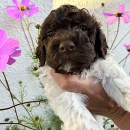 Lagotto Romagnolo Puppies from Anna’s Lagottos