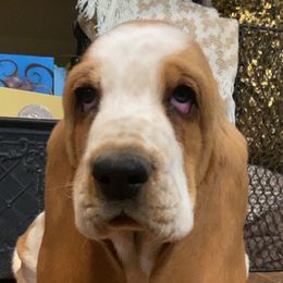 Basset Hound Puppies from Savage Sisters Basset Hounds