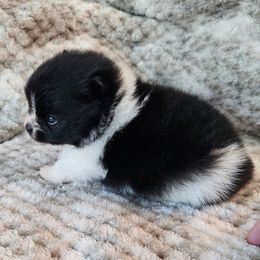 Girl 2 - Black parti female Pomeranian puppy in Visalia, California from J-Pom Lee's