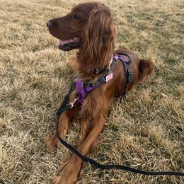 Irish Setter puppies from McClellan Setters