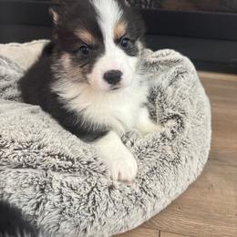 Mufasa - Black and tan male Pembroke Welsh Corgi puppy in Washington from KB Corgis
