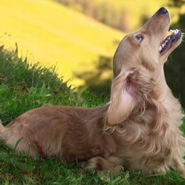 Assorted Doodle Crosses, Cavapoos, Cockapoos, and Dachshunds from Little Valley Puppies