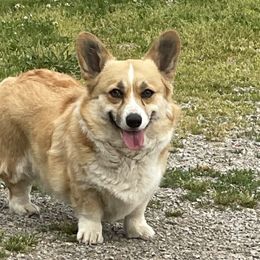 Pearl - Pembroke Welsh Corgi