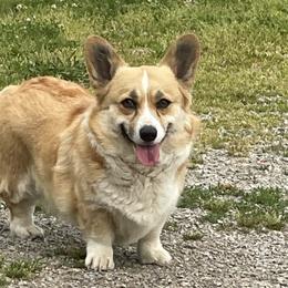 Pearl - Pembroke Welsh Corgi