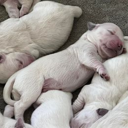 Goldendoodle and Golden Retriever Puppies from Angelic Goldens