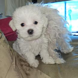 Maltese Puppies from Emotional Amor Support