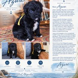 Girl 2 - female Portuguese Water Dog puppy in Hamptonville, North Carolina from Alabama Havanese Kennel Tidewater Kennel