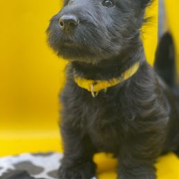 Scottish Terrier Puppies from Moo's Scotties